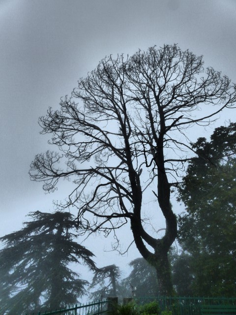 Lyre Tree (5th Aug 2015)