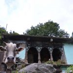 A cow looks on at a traditional Garhwali village house in Dunda