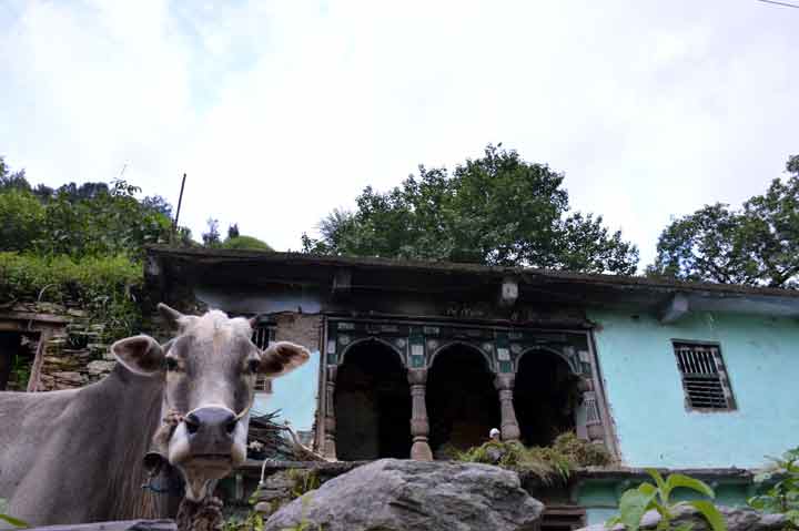 A cow looks on at a traditional Garhwali village house in Dunda