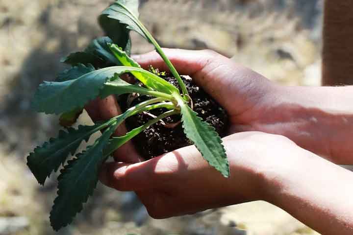 Hands holding plant