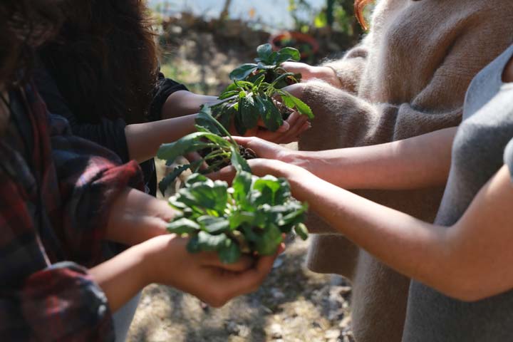 Plants in hands - social enterprise picture