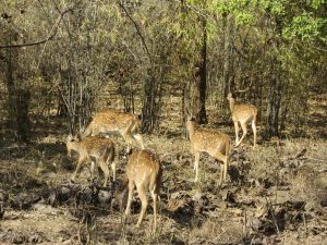 Chital