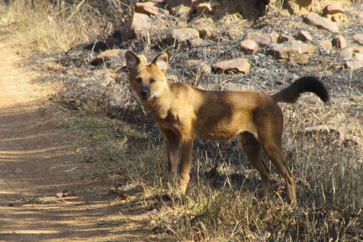 Indian wild dog